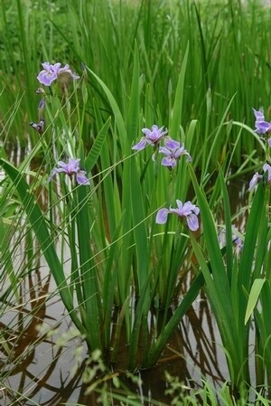 Iris versicolor (Native Blue Flag)COMING SOON