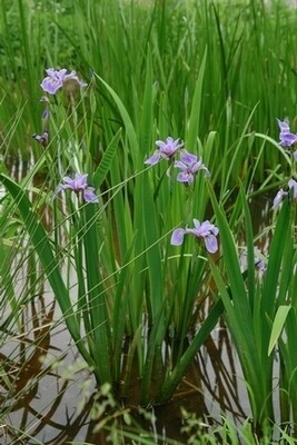 Iris versicolor (Native Blue Flag)