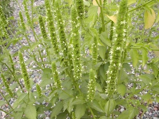 Agastache nepatoides (Giant Hyssop)