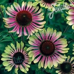 Echinacea p. &#39;Green Twister&#39; COMNG SOON