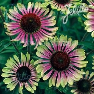 Echinacea p. &#39;Green Twister&#39; COMING SOON