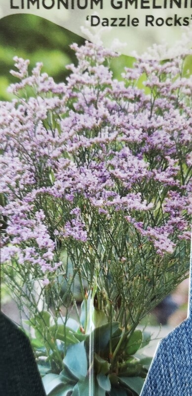 Limonium g. &#39;Dazzle Rocks&#39;