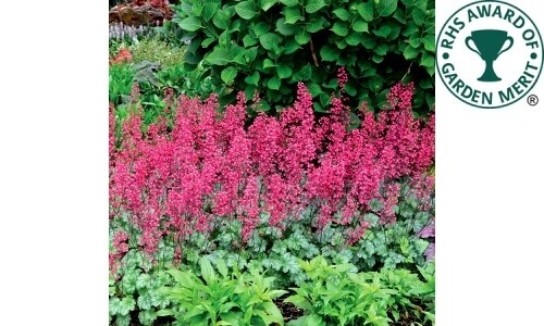 Heuchera &#39;Paris&#39; 