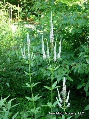 Veronicastrum virginicum Veronicastrum virginicum