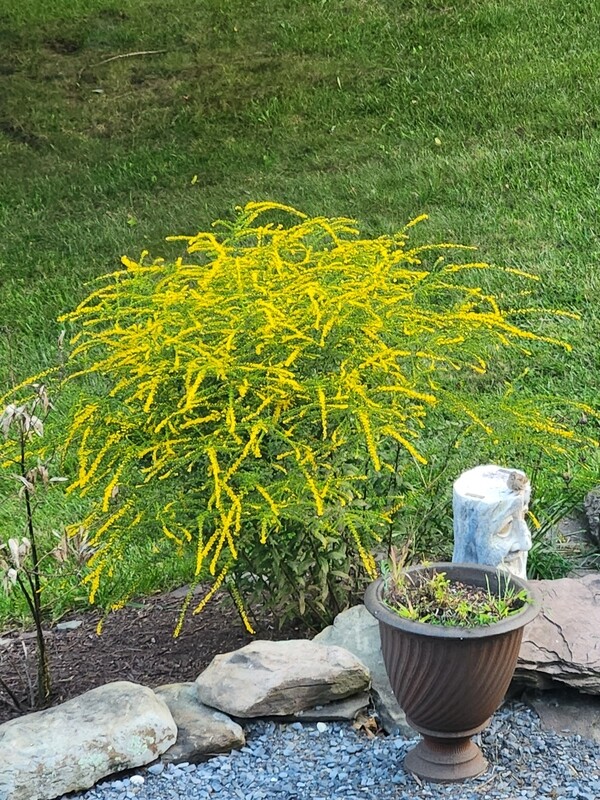 Solidago rugosa (Rough Goldenrod)