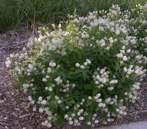 CEANOTHUS AMERICANUS (New Jersey Tea) 