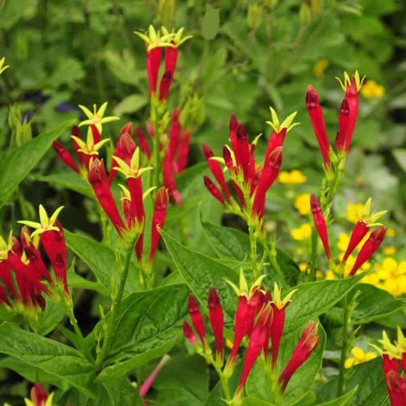 Spigelia marilandica(Indian Pink)