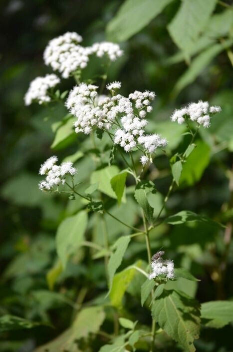 Ageratina altissima (White Snakeroot)