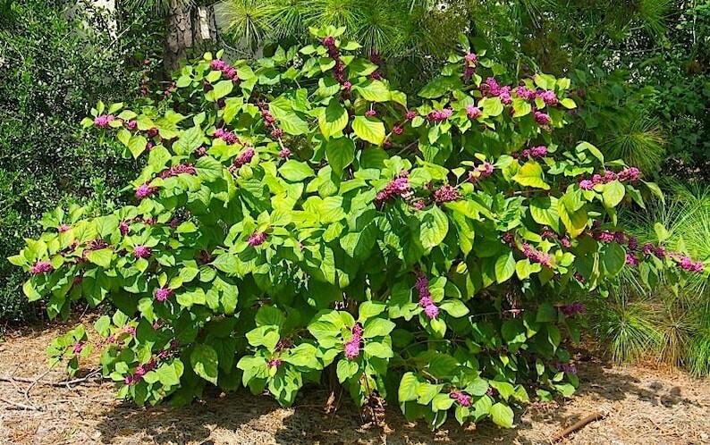 American Beautyberry 