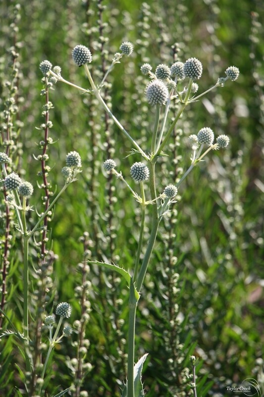 Eryngium y. (Rattlesnake Master)