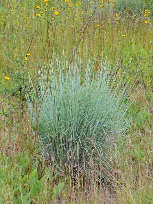Little Bluestem(Schizachyrium scoparium) 