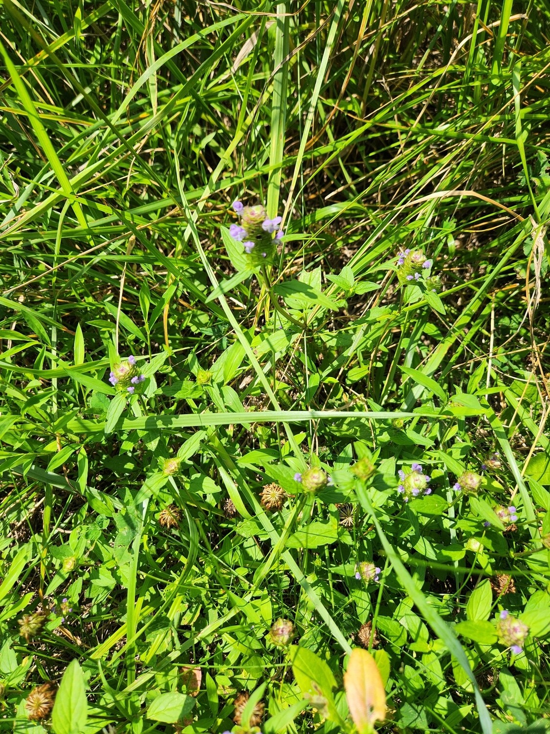 Prunella vulgaris. (Heal All)