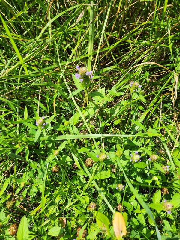 Prunella vulgaris. (Heal All)