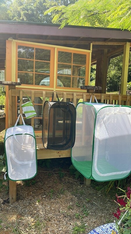 Butterfly Raising Kit