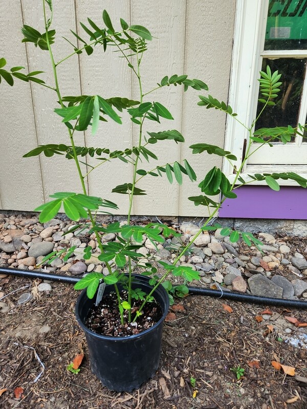 Senna Marylandica  