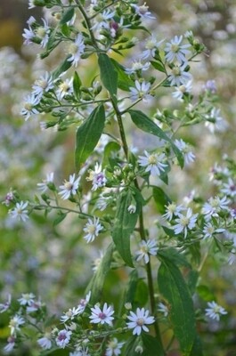 Aster cordifolia (Heart Leaf Aster)