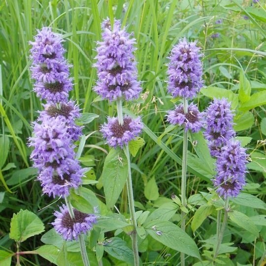 Blephilia ciliata (Pagoda Flower)COMING