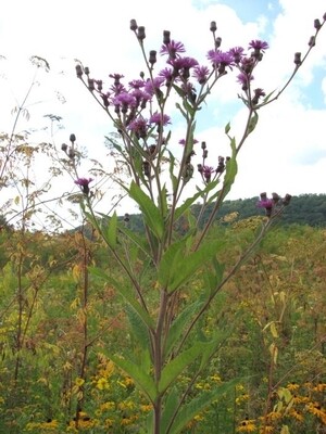 Vernonia n.(New York Ironweed)