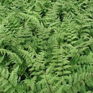 Lady Fern