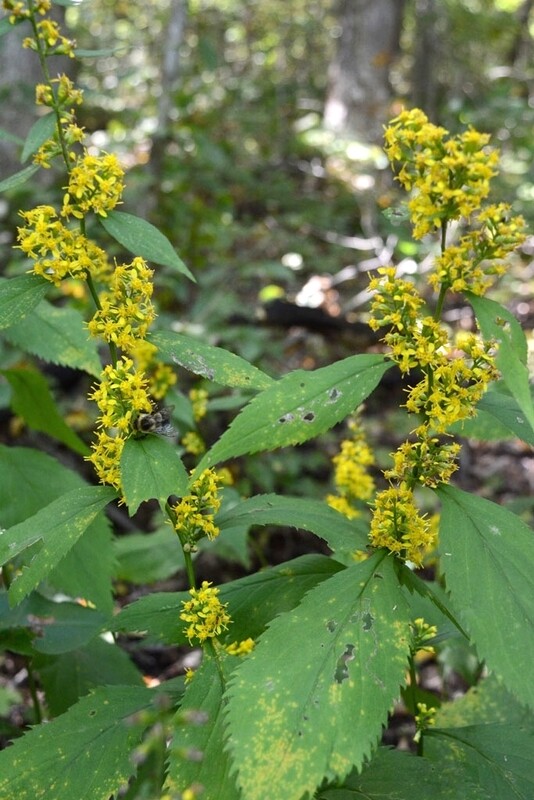Solidago flexicaulis (Zigzag Goldenrod)