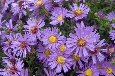 Aster &#39;Wood&#39;s Blue&#39; COMING JUNE