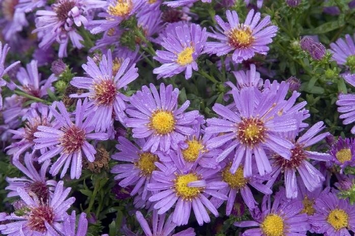 Aster &#39;Wood&#39;s Blue&#39; 