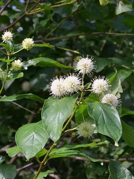 Cephalanthus (Button Bush) 