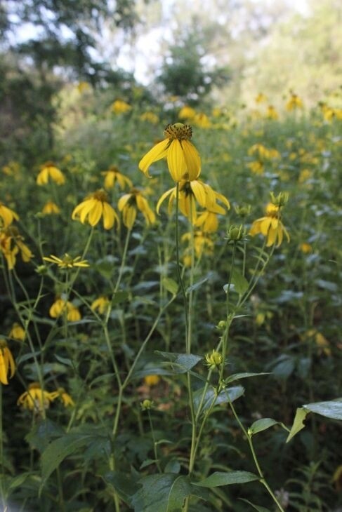 Rudbeckia laciniata 