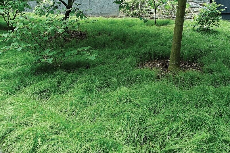 Carex pennsylvanica 