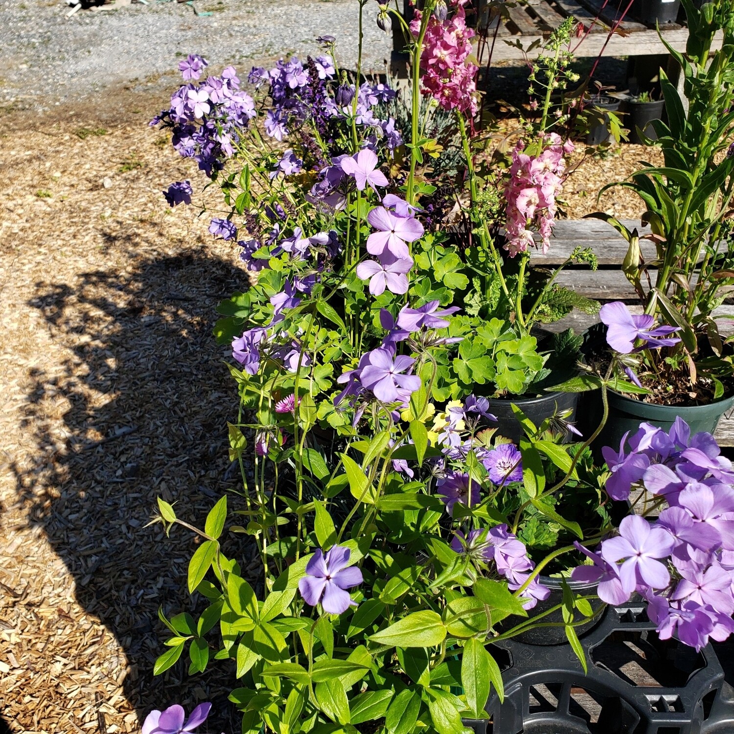 Woodland Phlox (P.divaricata)