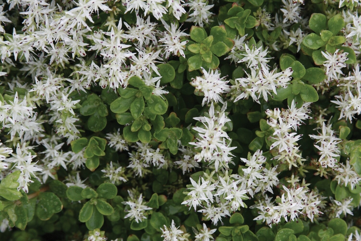 Sedum ternatum(Woodland Stonecrop) 