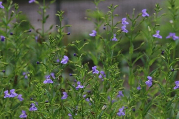 Allegheny Monkey Flower (Mimulus ringens)