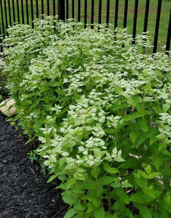 Pycnanthemum muticum