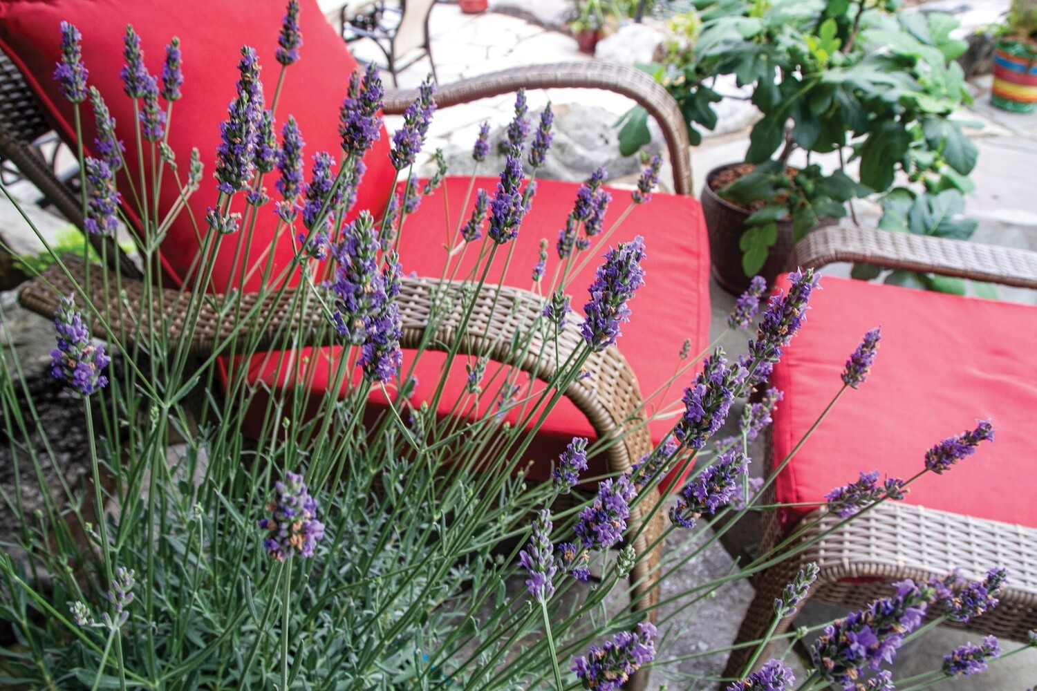 Lavender Phenominal