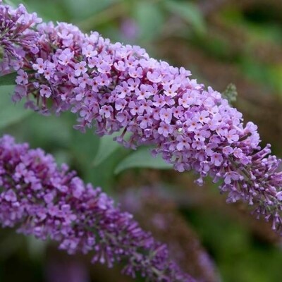 Buddleia Buzz Lavender COMING SOON