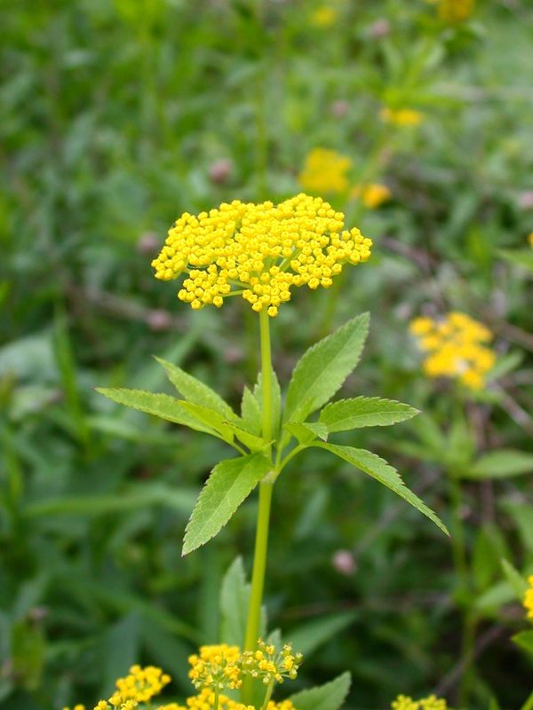 Zizia aurea (Golden Alexanders)