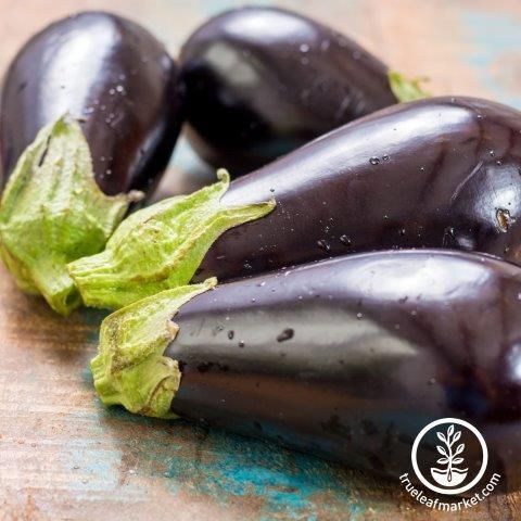 Egg Plant &#39;Black Beauty&#39; 4&quot;