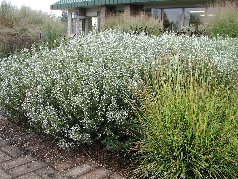 Calamint 