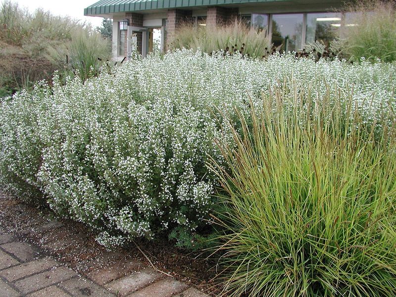 Calamint 