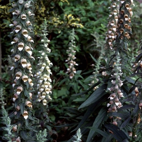 Digitalis lanata (Grecian Foxglove)