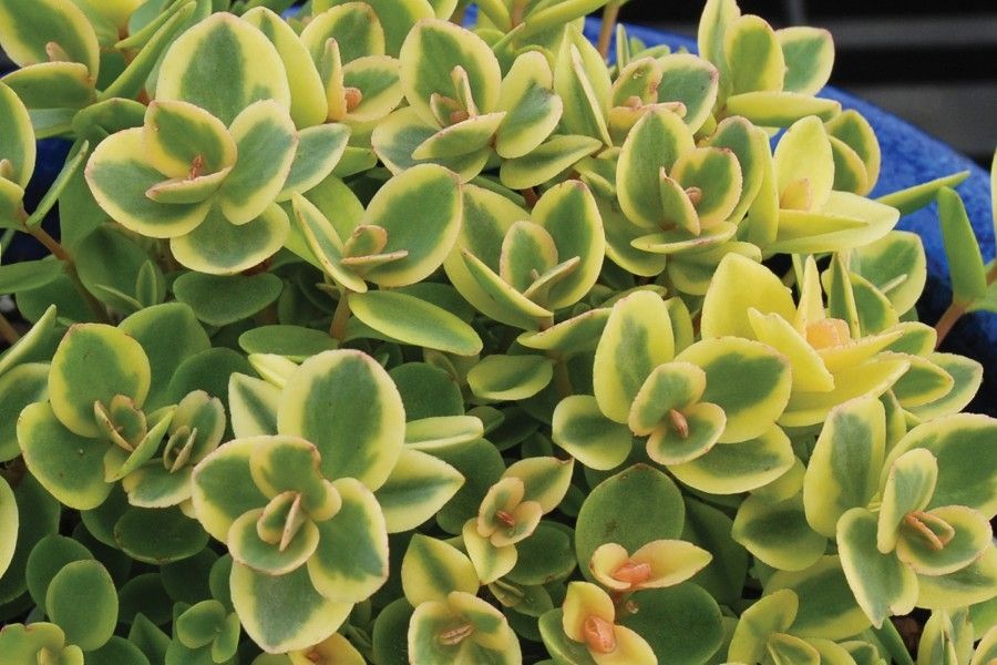 Sedum &#39;Lime Twister&#39;