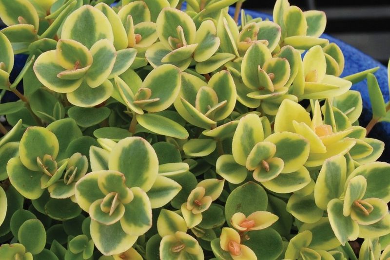 Sedum &#39;Lime Twister&#39;
