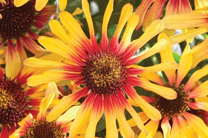 Echinacea 'Tequila Sunrise' Echinacea 'Tequila Sunrise'