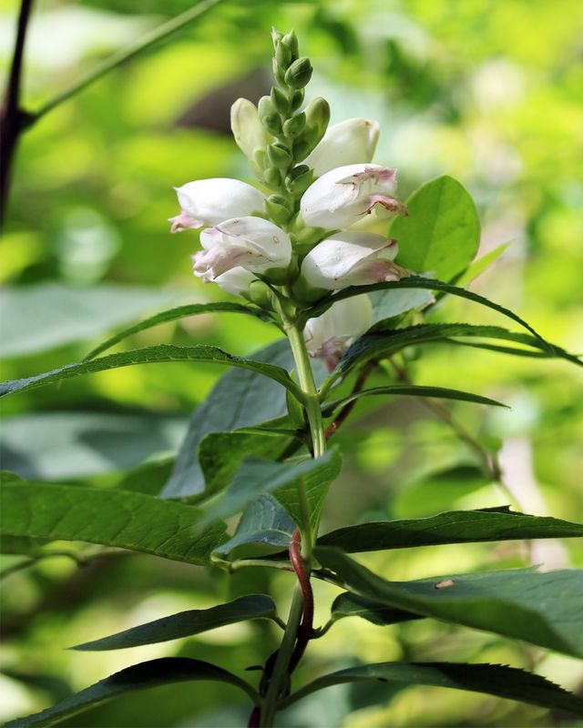 Chelone glabra 'Black Ace' Chelone glabra 'Black Ace'