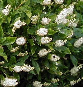 Clethra Hummingbird