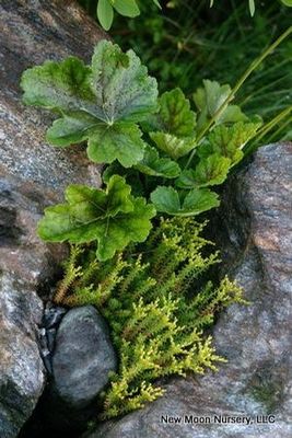 Heuchera americana (Native alum root)