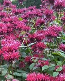 Monarda &#39;Raspberry Wine&#39;