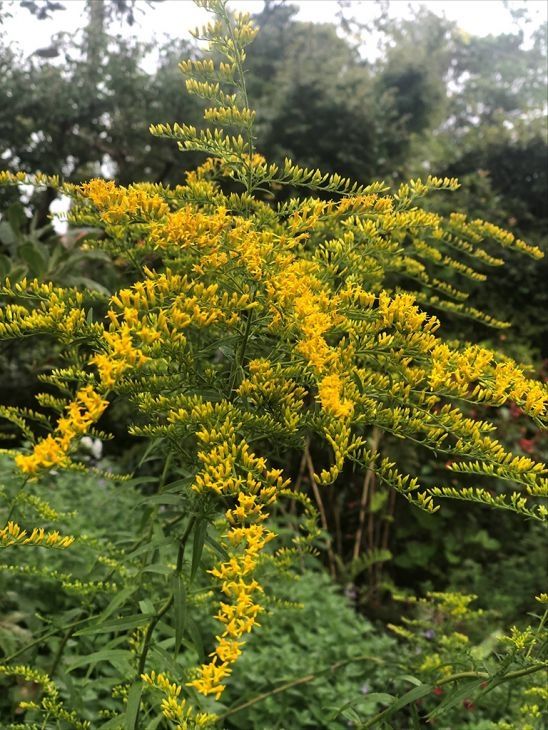Solidago odora  