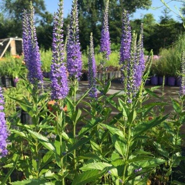 Veronica &#39;Seaside&#39;  