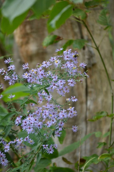 Aster shortii (Shorts Aster)